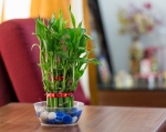 Trồng cây gì giúp gia chủ giàu lên trông thấy 